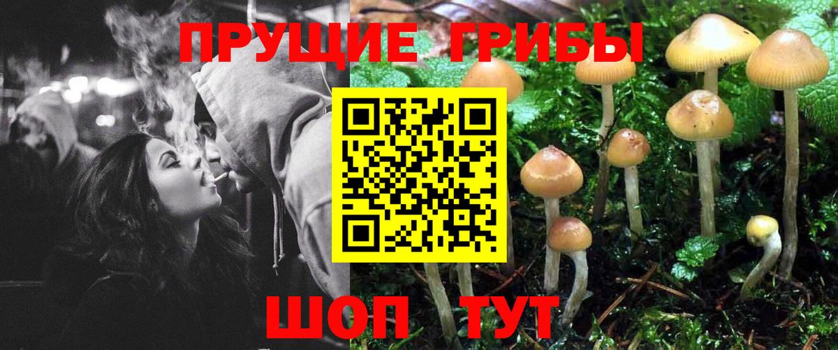 Псилоцибиновые грибы Cubensis Мегион